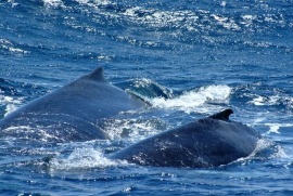 ballenas j